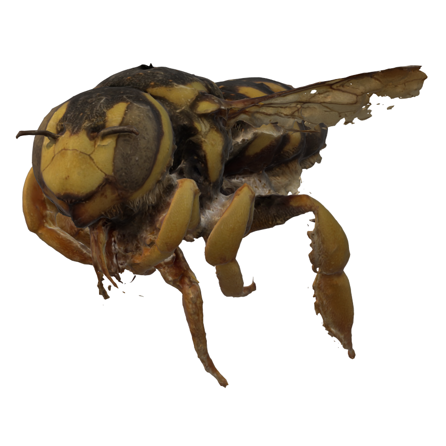 Masonry bee Content ClassConnect